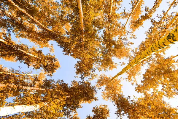gökyüzü sonbahar arka planı sarı huş ağacı yaprakları