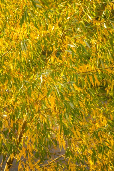 Podzimní Žluté Listí Stromech — Stock fotografie
