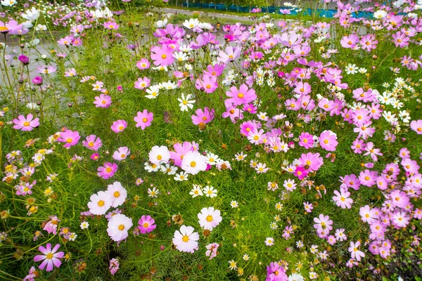 コスモスの花 自然のクローズ アップ風景 — ストック写真