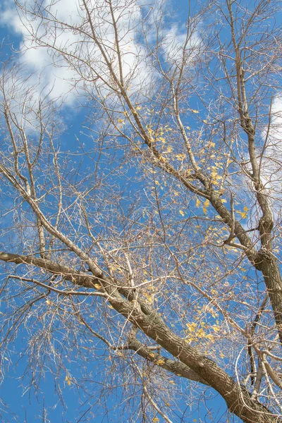 Herbstliche Äste Blick Den Himmel — Stockfoto