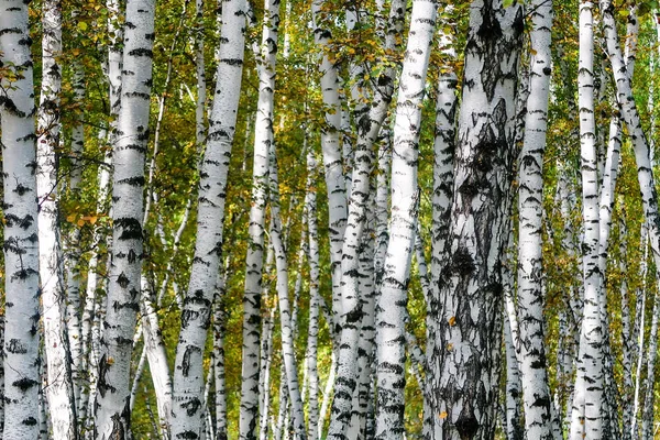 Sarı huş ağacı orman, geç sonbahar doğa manzara