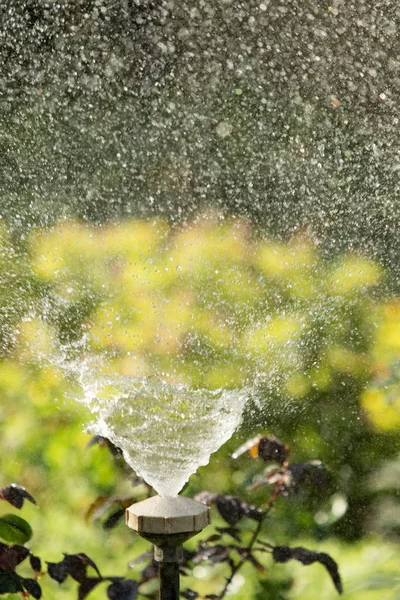 defocused, bulanık su, bokeh doğa damla