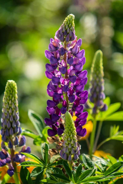 Lupinus çiçek yeşil yeşillik doğa ile parlak