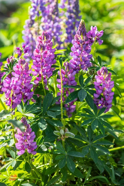 Lupinus Flores São Brilhantes Com Natureza Folhagem Verde — Fotografia de Stock