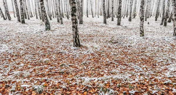 sonbahar manzara bir huş ormandaki ilk kar