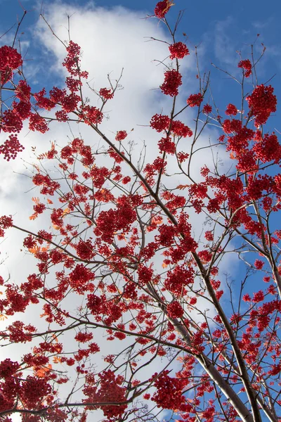 Autumn Tree Ashberry Bright Colors Nature — Stock Photo, Image