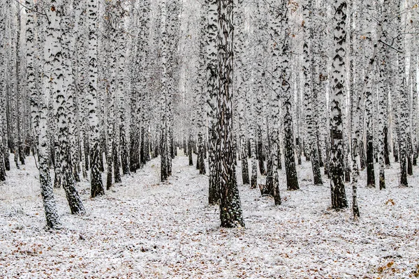 İlk kar huş ağacı orman manzara kış
