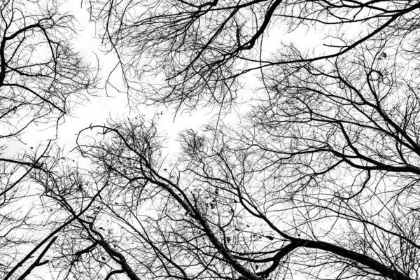 Arbre Branches Silhouette Sur Fond Blanc — Photo