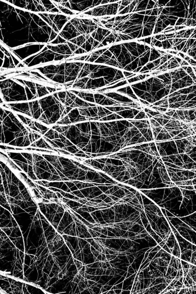 ağaç dalları siluet siyah arka plan üzerine beyaz