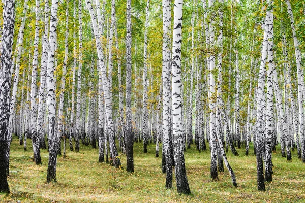 Sarı huş ağacı orman, geç sonbahar doğa manzara