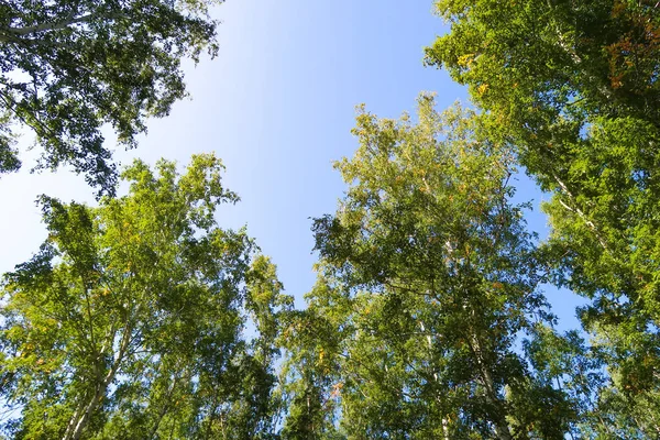 orman manzaralı aşağıdan gökyüzüne huş ağacı