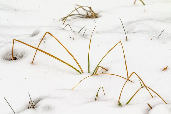 草黄色从雪之下冬天风景 — 图库照片