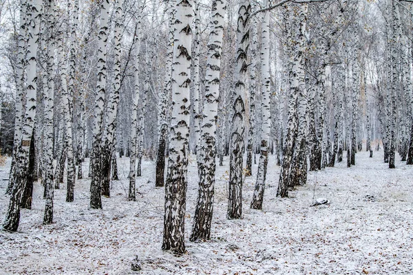 Zimní První Sníh Březová Lesní Krajina — Stock fotografie