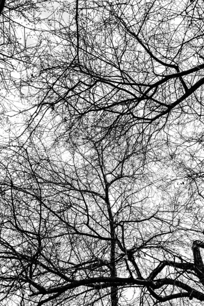 Beyaz arkaplanda ağaç dalları silueti