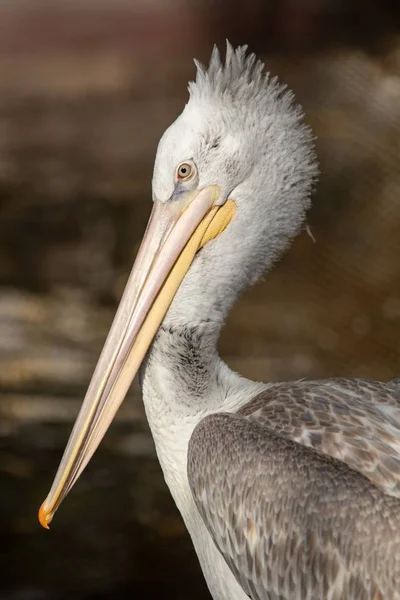 Burung Pelican Dekat Air Alam — Stok Foto