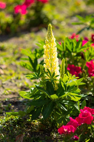 Lupinus çiçek yeşil yeşillik doğa ile parlak