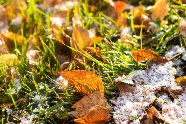 Sarı yapraklar, yeşil çimen, kar