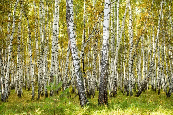 Gul Björkskog Sena Hösten Natur Landskap — Stockfoto