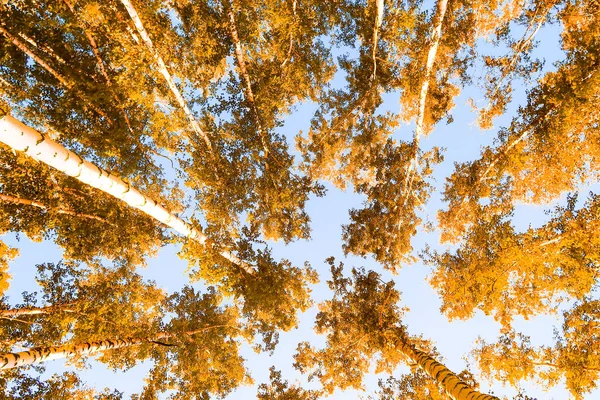 gökyüzü sonbahar arka planı sarı huş ağacı yaprakları