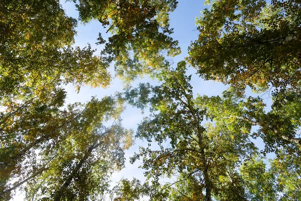 Birch Forest View Sky Autumn Nature — Stock Photo, Image