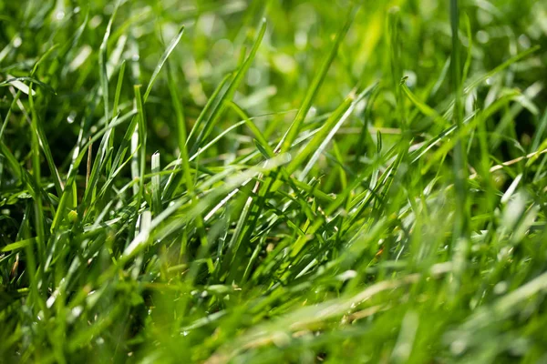 Grama Verde Com Fundo Borrado Bokeh — Fotografia de Stock