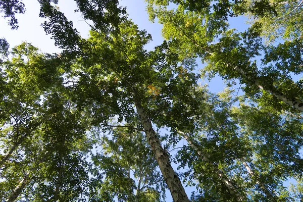 orman manzaralı aşağıdan gökyüzüne huş ağacı