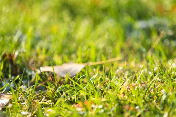 yeşil çim bokeh arka plan bulanık