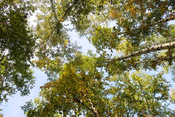 huş ağacı orman manzaralı gökyüzüne Sonbahar Doğa