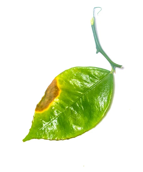Зелений Лист Білому Тлі — стокове фото
