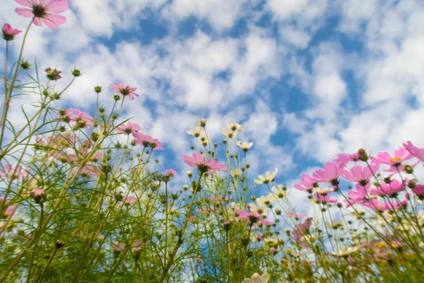 Cosmos çiçekler, görüntülemek aşağıdan gökyüzüne doğru