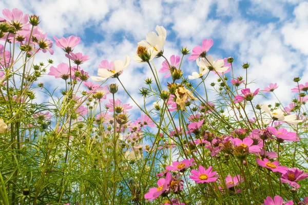 Cosmos çiçekler, görüntülemek aşağıdan gökyüzüne doğru