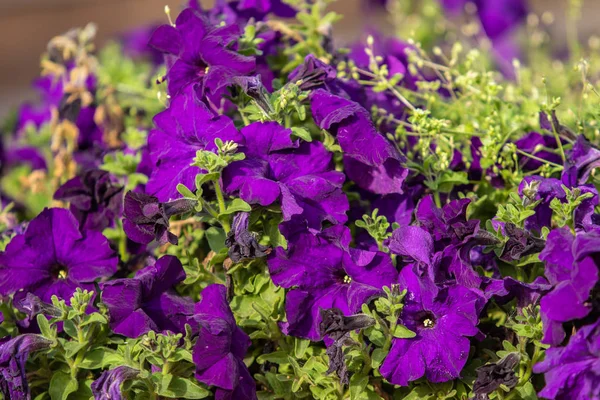 birçok marigolds küçük çiçekler