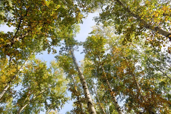 huş ağacı orman manzaralı gökyüzüne Sonbahar Doğa