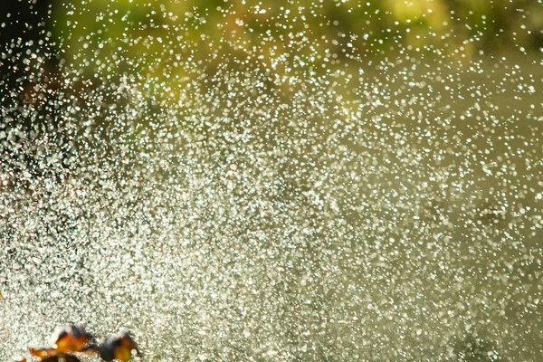 defocused, bulanık su, bokeh doğa damla