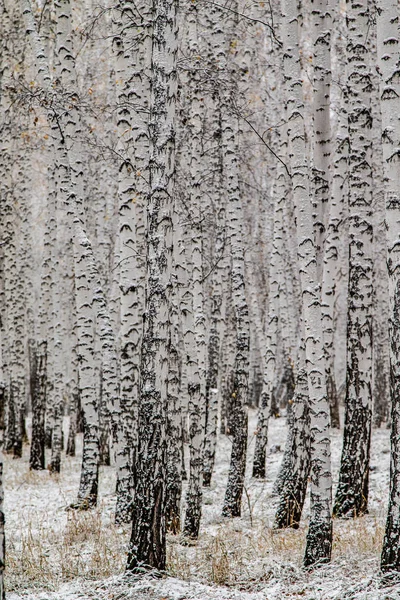 冬の最初の雪は 森林景観をバーチ — ストック写真