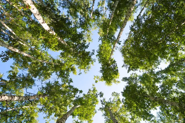 Bříza Lesní Pohled Zespodu Nebe — Stock fotografie