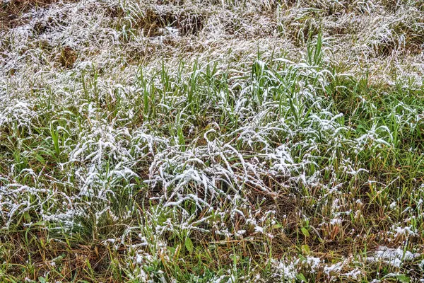 kar uzun boylu yeşil çim