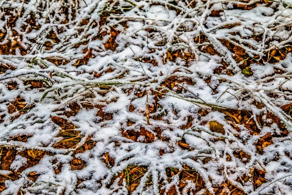 Hohes Grünes Gras Schnee — Stockfoto