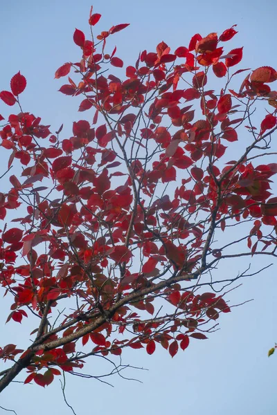 Schöne Herbstliche Waldlandschaft Natur — Stockfoto
