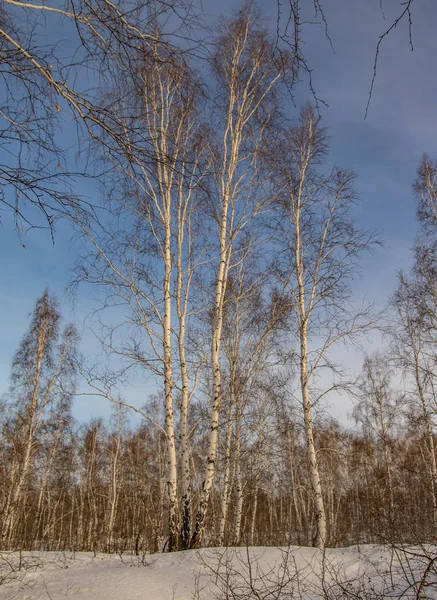 huş ağacı ormanda kış doğa manzarası