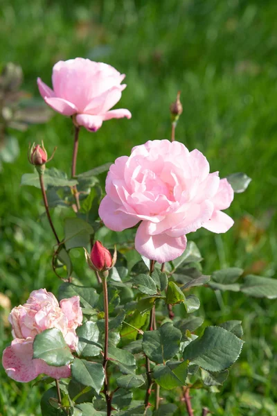 yakın doğa atış güzel çiçek gül