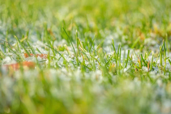 Green Grass Snow Blurred Background Bokeh — Stock Photo, Image