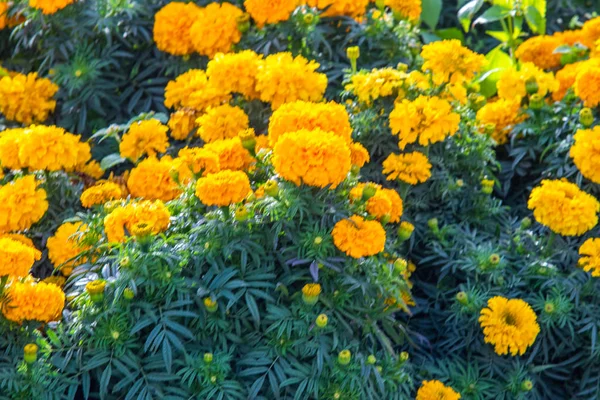 birçok marigolds küçük çiçekler