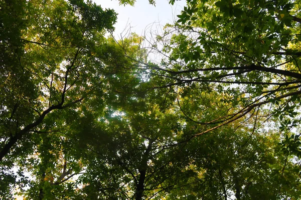 Sonbahar Orman Manzara Doğa