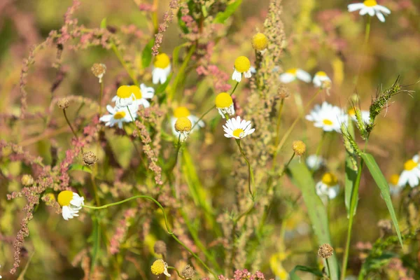 papatya çiçeği peyzaj alanı