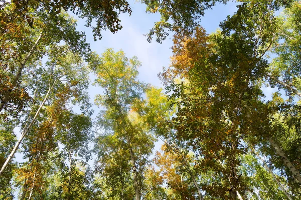 huş ağacı orman manzaralı gökyüzüne Sonbahar Doğa