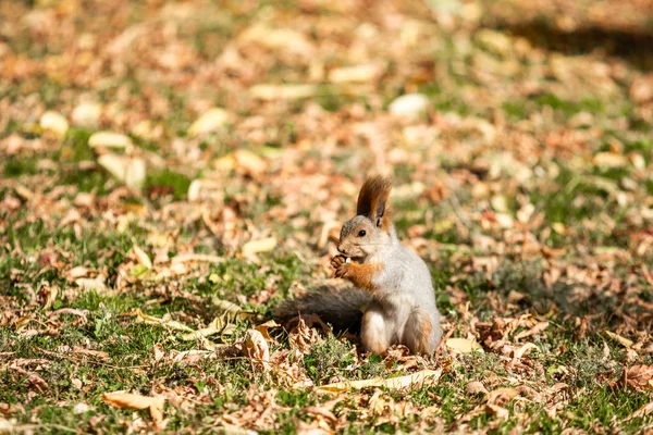çimenlerin üzerinde sonbahar ormandaki sincap