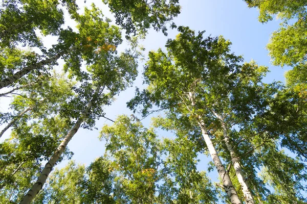 orman manzaralı aşağıdan gökyüzüne huş ağacı