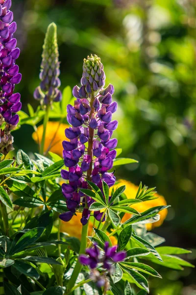 Lupinus çiçek yeşil yeşillik doğa ile parlak