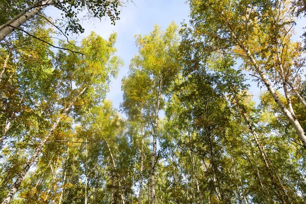 huş ağacı orman manzaralı gökyüzüne Sonbahar Doğa